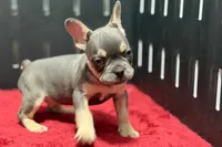 Zilo, a male French Bulldog for sale in Sturgis, MI – 8 of 9