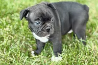 Remy , a male Frenchton for sale in Sturgis, MI – 5 of 10