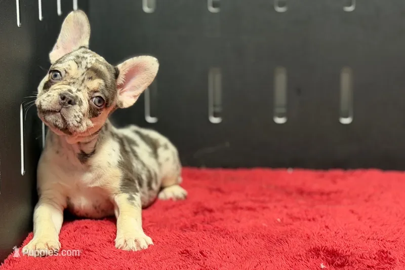Zero – French Bulldog puppy for sale in Sturgis, MI