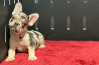 Zero, a female French Bulldog for sale in Sturgis, MI – 1 of 10