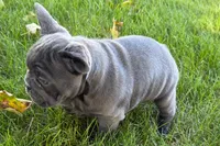 Kurt, a male French Bulldog for sale in Sturgis, MI – 7 of 10