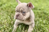 Milo, a male French Bulldog for sale in Sturgis, MI – 5 of 10