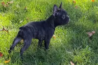 Vinny, a male Frenchton for sale in Sturgis, MI – 3 of 10