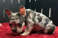 Zina , a female French Bulldog for sale in Sturgis, MI – 4 of 8