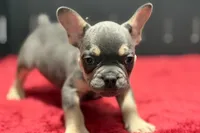 Zilo, a male French Bulldog for sale in Sturgis, MI – 2 of 9