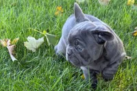 Kurt, a male French Bulldog for sale in Sturgis, MI – 2 of 10