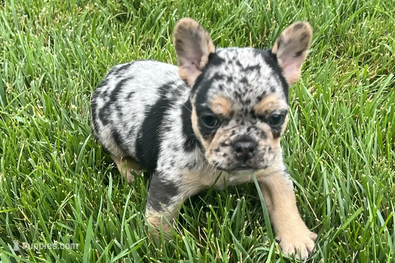 Frack – French Bulldog puppy for sale in Sturgis, MI