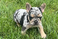 Frack, a male French Bulldog for sale in Sturgis, MI – 1 of 7