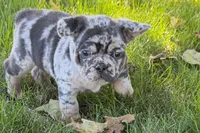 Korsak , a male French Bulldog for sale in Sturgis, MI – 2 of 10
