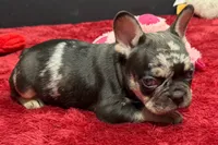 Zack , a male French Bulldog for sale in Sturgis, MI – 5 of 9