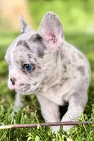 Gwen, a female French Bulldog for sale in Sturgis, MI – 9 of 10
