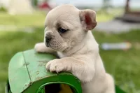 Skye , a female French Bulldog for sale in Sturgis, MI – 8 of 9