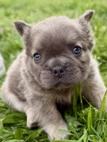 Samson, a male French Bulldog for sale in Sturgis, MI – 5 of 10