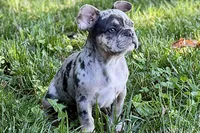 Greta, a female French Bulldog for sale in Sturgis, MI – 3 of 8