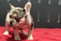 Zero, a female French Bulldog for sale in Sturgis, MI – 8 of 10