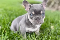 Denver, a male French Bulldog for sale in Sturgis, MI – 4 of 10