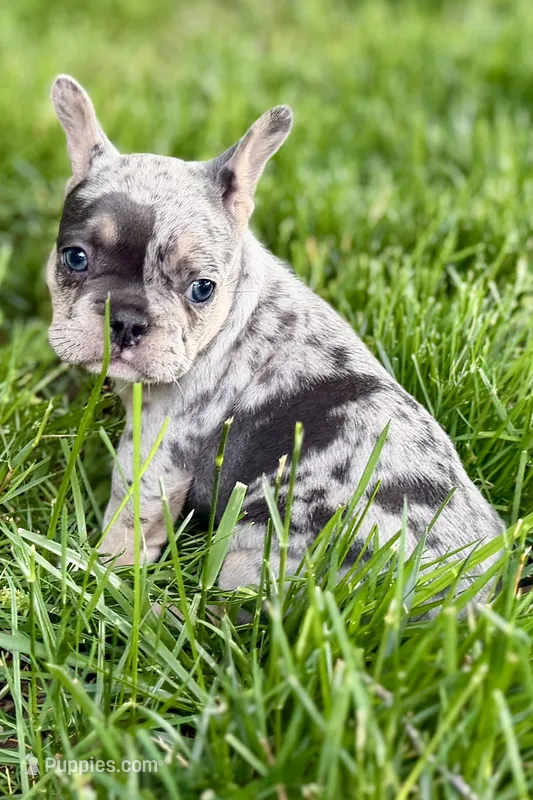 Greta – French Bulldog puppy for sale in Sturgis, MI