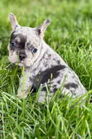Greta, a female French Bulldog for sale in Sturgis, MI – 1 of 9