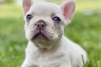 Stella, a female French Bulldog for sale in Sturgis, MI – 3 of 10
