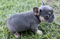 Nylah , a female French Bulldog for sale in Sturgis, MI – Photo 2 of 9