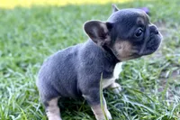 Nylah , a female French Bulldog for sale in Sturgis, MI – Photo 6 of 9