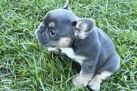 Nylah , a female French Bulldog for sale in Sturgis, MI – Photo 4 of 9