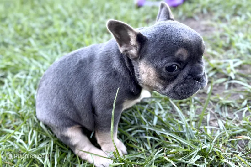 Nylah  – French Bulldog puppy for sale in Sturgis, MI