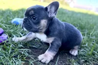 Nylah , a female French Bulldog for sale in Sturgis, MI – Photo 7 of 9
