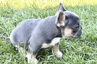 Nylah , a female French Bulldog for sale in Sturgis, MI – Photo 5 of 9