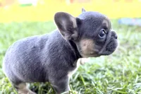 Nylah , a female French Bulldog for sale in Sturgis, MI – Photo 8 of 9