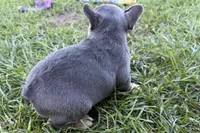 Nylah , a female French Bulldog for sale in Sturgis, MI – Photo 9 of 9
