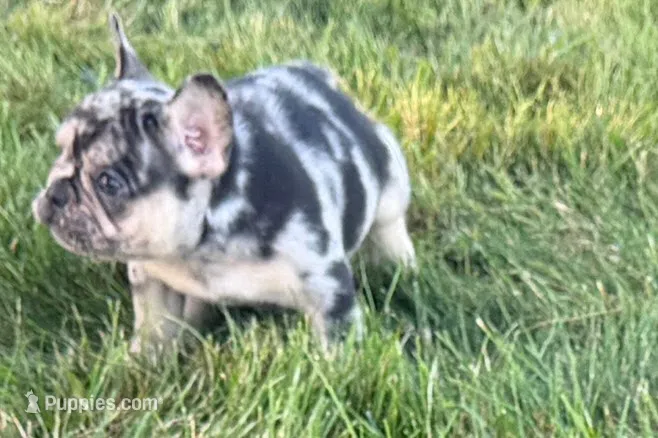 Calvin – French Bulldog puppy for sale in Sturgis, MI