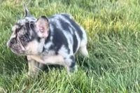 Calvin, a male French Bulldog for sale in Sturgis, MI – 1 of 9