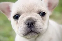 Skye , a female French Bulldog for sale in Sturgis, MI – 1 of 9