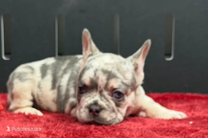 Zink – French Bulldog puppy for sale in Sturgis, MI