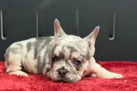 Zink, a female French Bulldog for sale in Sturgis, MI – 1 of 8