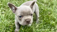 Colt, a male French Bulldog for sale in Sturgis, MI – 5 of 10