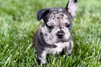 Ginger, a female French Bulldog for sale in Sturgis, MI – 10 of 10