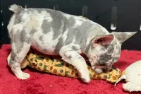 Zink, a female French Bulldog for sale in Sturgis, MI – 9 of 10