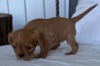 Sally, a female Cavalier King Charles Spaniel for sale in Sturgis, MI – 9 of 9