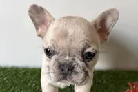 Grace, a female French Bulldog for sale in Sturgis, MI – Photo 1 of 8