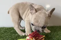 Grace, a female French Bulldog for sale in Sturgis, MI – Photo 6 of 8