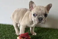 Grace, a female French Bulldog for sale in Sturgis, MI – Photo 2 of 8