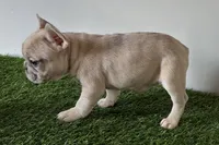 Grace, a female French Bulldog for sale in Sturgis, MI – Photo 7 of 8