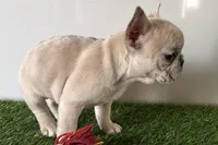 Grace, a female French Bulldog for sale in Sturgis, MI – Photo 4 of 8