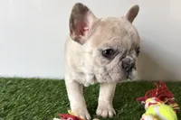 Grace, a female French Bulldog for sale in Sturgis, MI – Photo 3 of 8