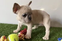 Grace, a female French Bulldog for sale in Sturgis, MI – Photo 5 of 8