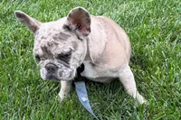 Gizmo, a male French Bulldog for sale in Sturgis, MI – 3 of 10