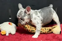 Zink, a female French Bulldog for sale in Sturgis, MI – 4 of 10