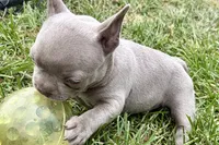 Colt, a male French Bulldog for sale in Sturgis, MI – 1 of 10